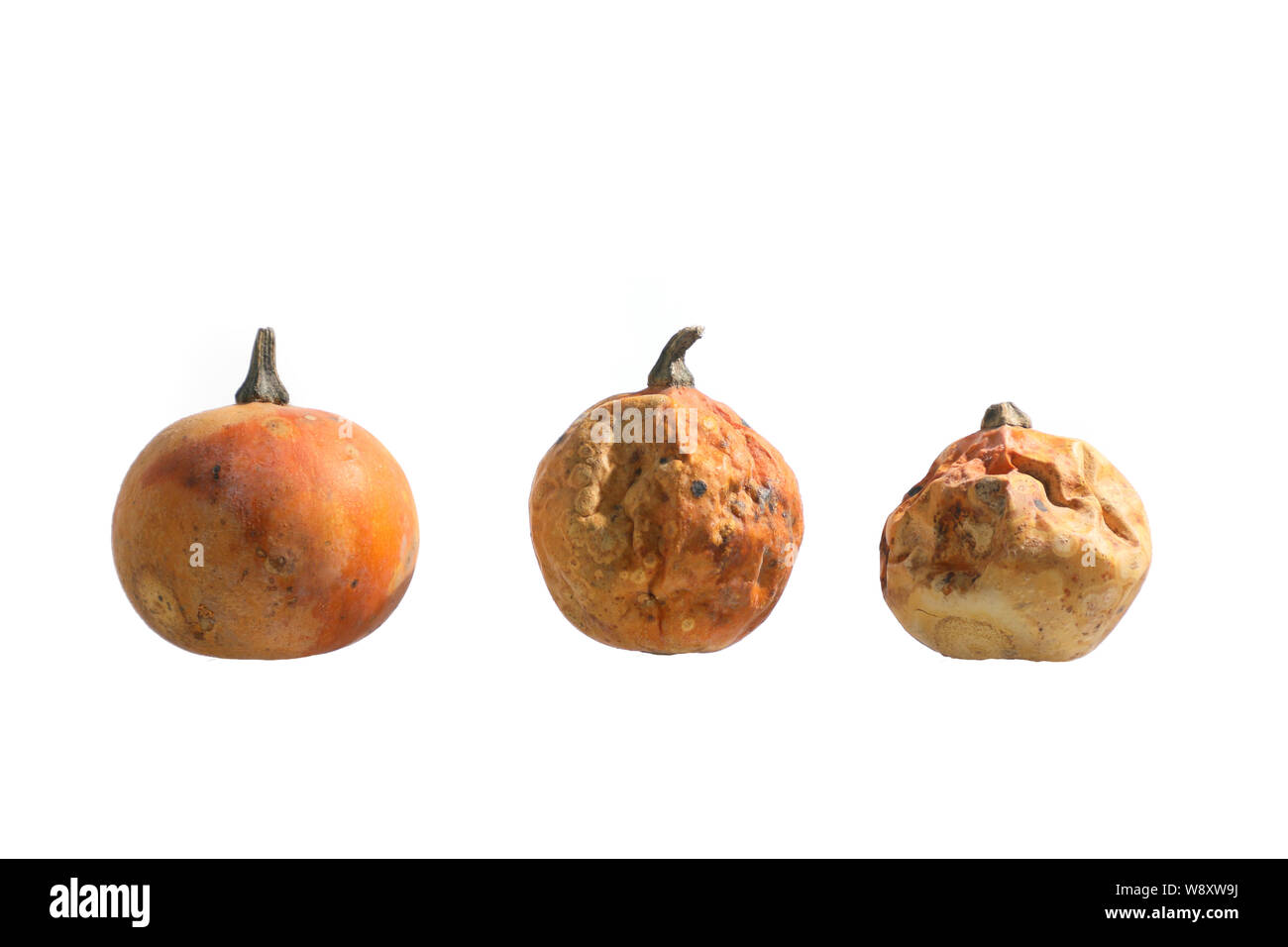 Ugly vegetables . three little pumpkins of varying degrees of corruption . isolated on white background. Stock Photo