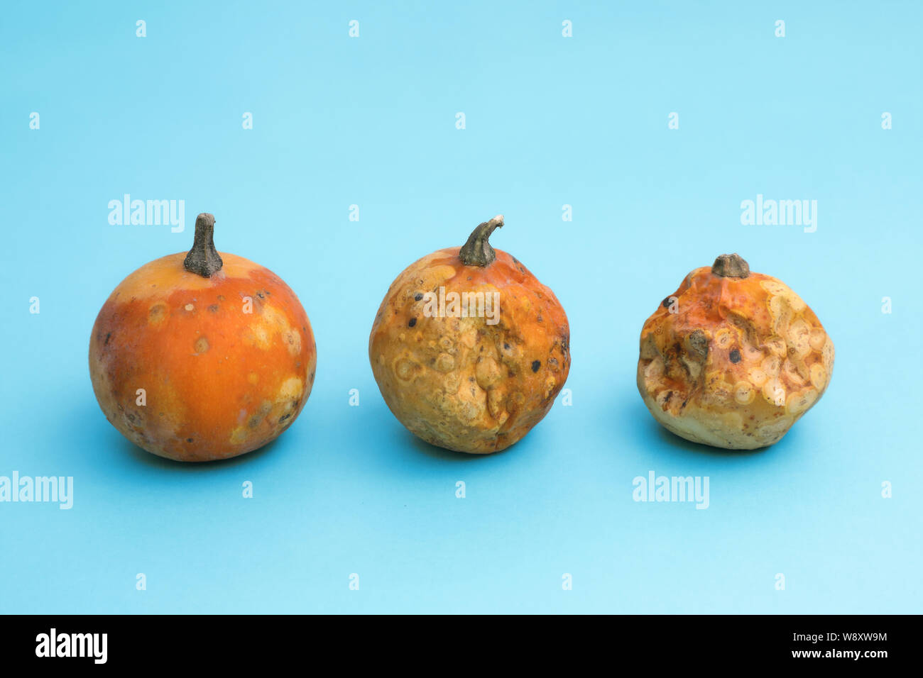 Ugly vegetables . three little pumpkins of varying degrees of corruption . light blue background. Stock Photo