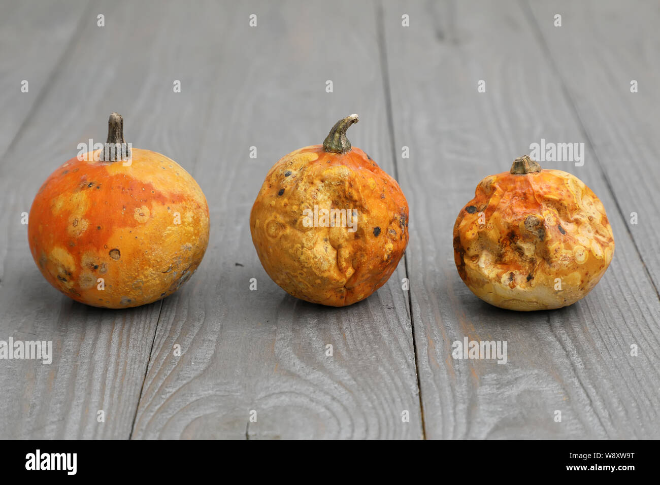 Ugly vegetables . three little pumpkins of varying degrees of corruption . on a gray wood background. Stock Photo