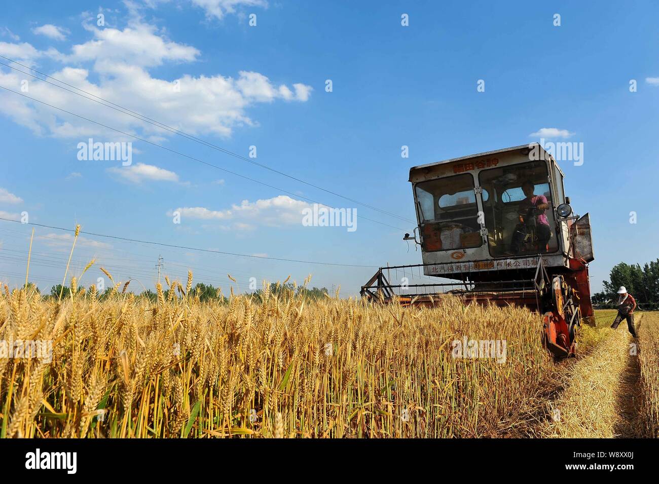 --FILE--A Chinese farmer drives a reaping machine to harvest wheat in a field in Mihe town, Qingzhou city, east Chinas Shandong province, 7 June 2014. Stock Photo