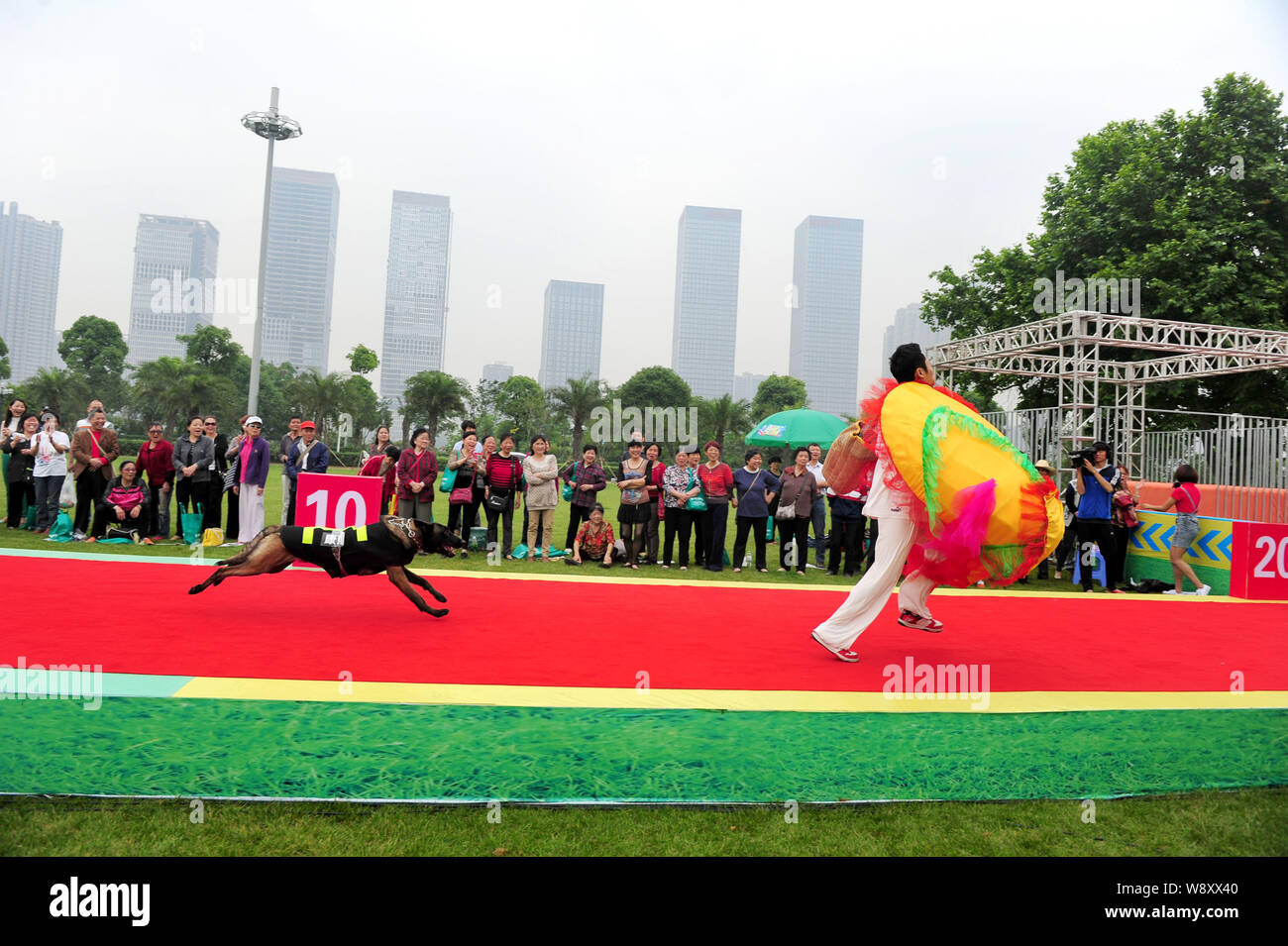 A dog chases a participant during a human vs dog race in Changsha city, central Chinas Hunan province, 16 May 2014.   China loves its themed marathons Stock Photo