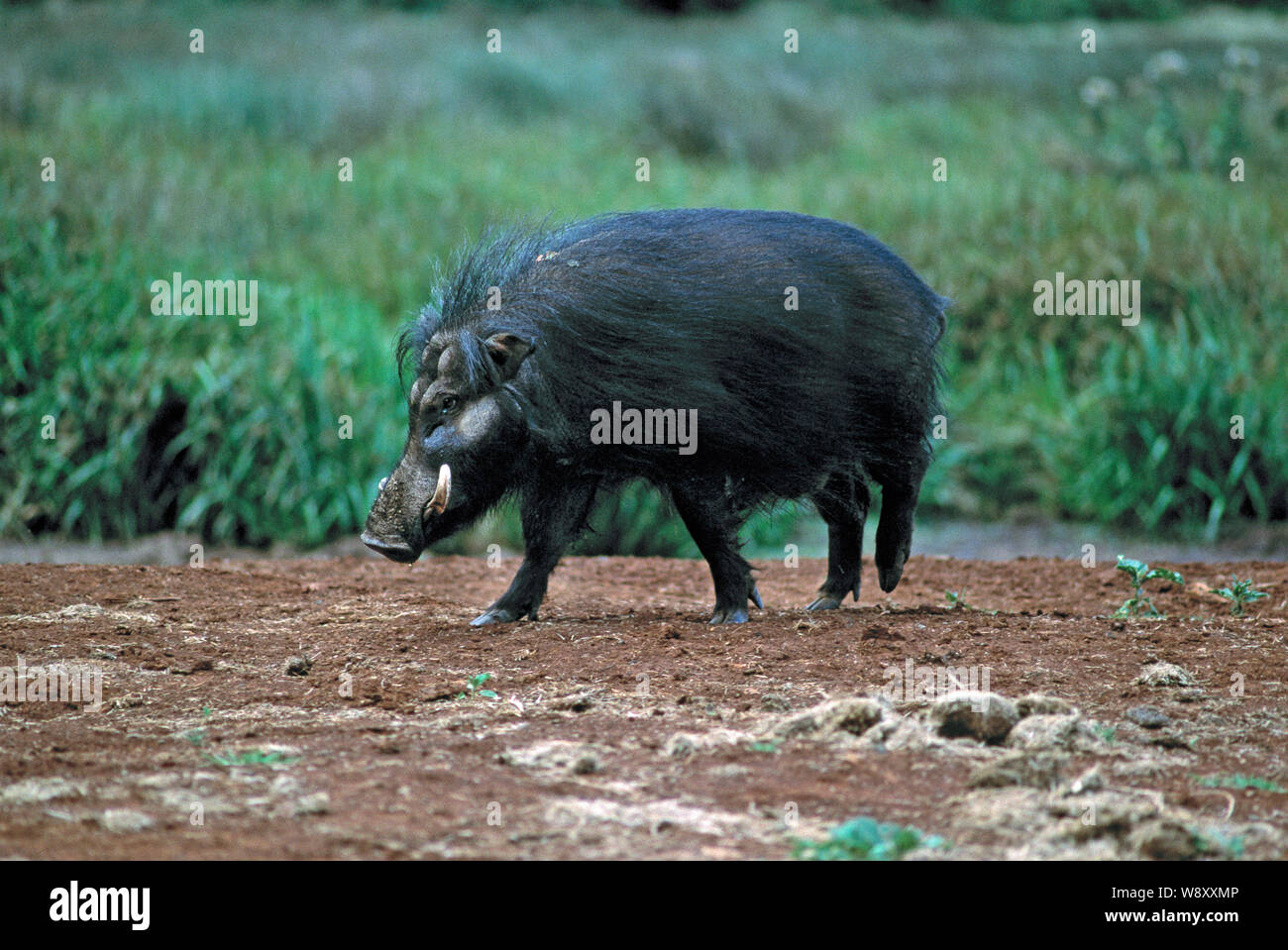 Water hog hi-res stock photography and images - Alamy
