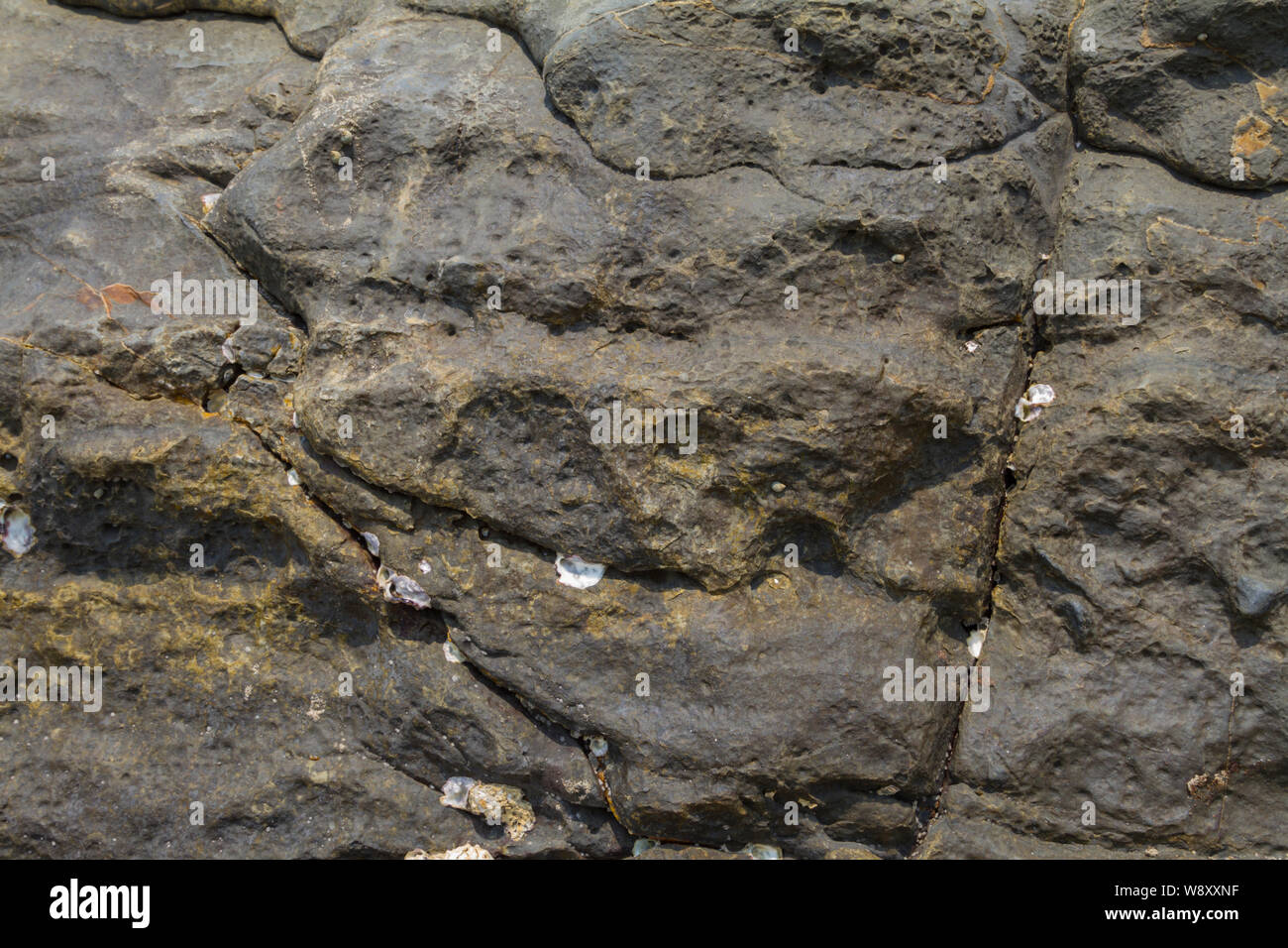 Big rock with cracks on the shore in India, GOA, marine shells fixed to the surface on the stone. Textured background. Stock Photo