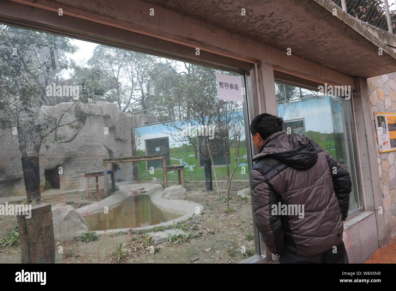 A visitor looks into the tiger enclosure into which Chinese man Yang Jinhai jumped to feed tigers at the Chengdu Zoo in Chengdu city, southwest Chinas Stock Photo