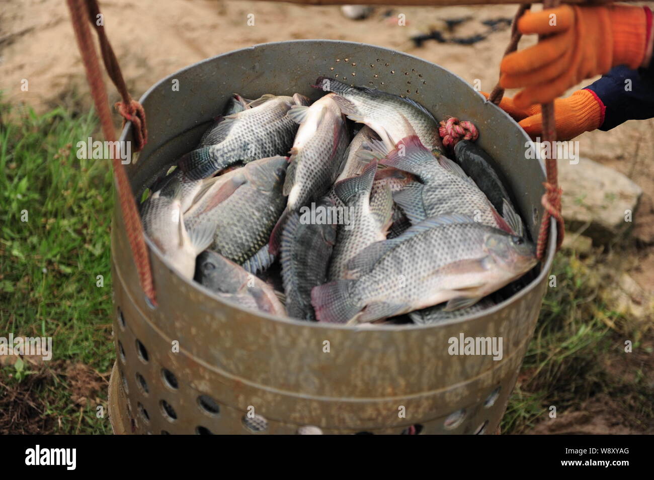 Tilapia breeding hires stock photography and images Alamy