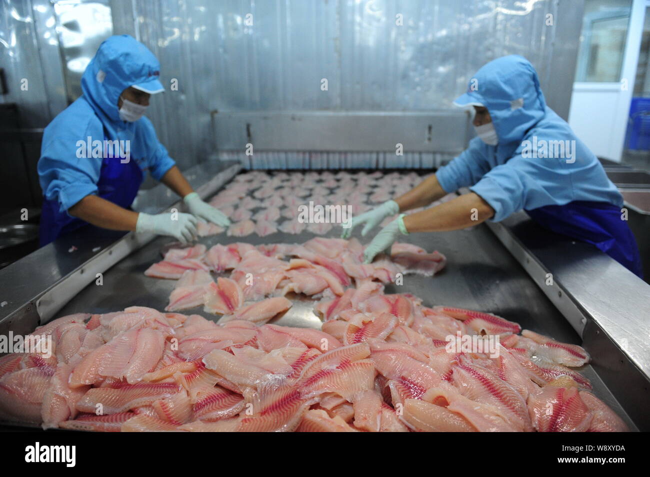 Chinese workers process Tilapia to be exported at a processing plant in