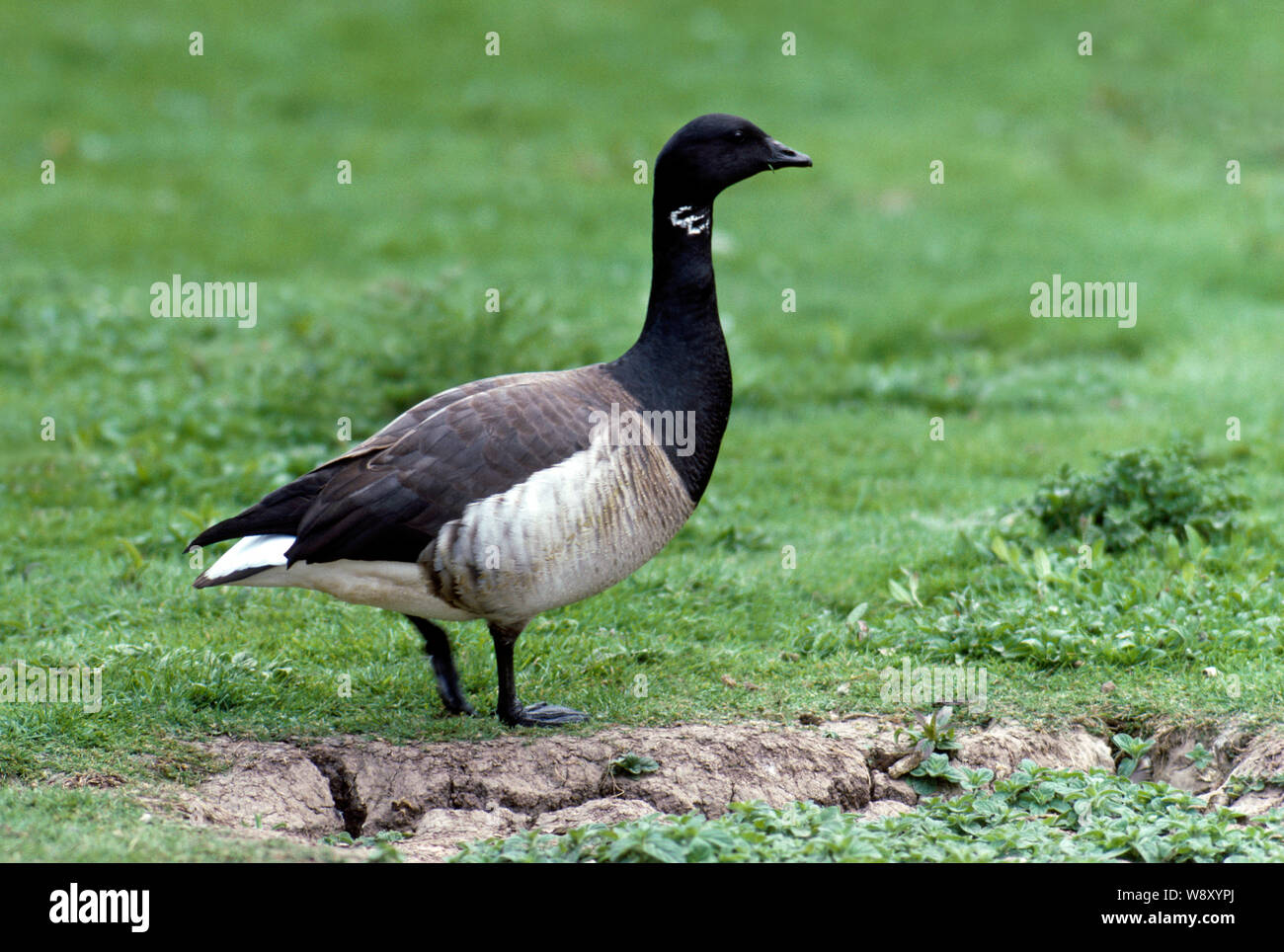 Light bellied geese hires stock photography and images Alamy