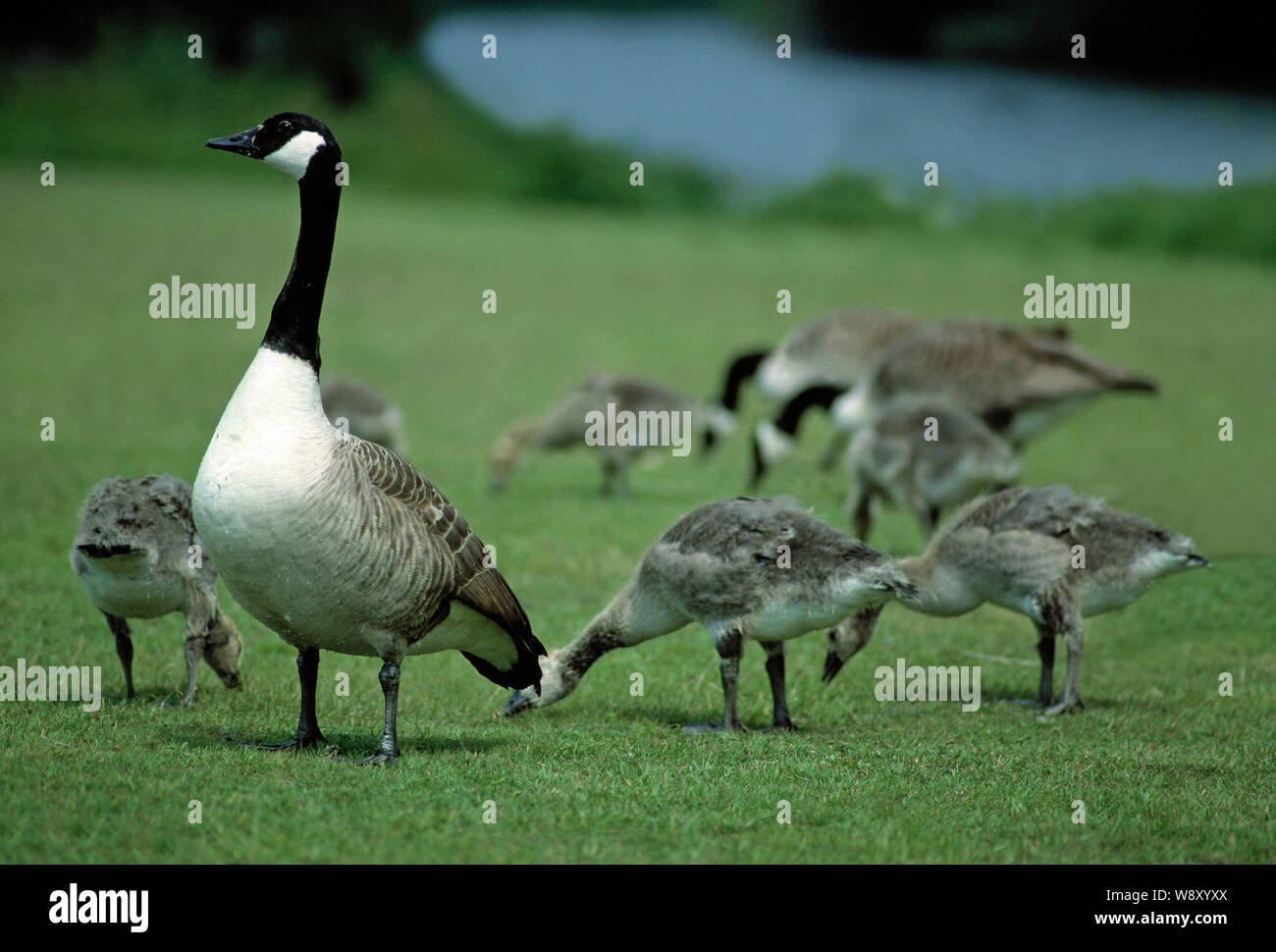 CANADA GOOSE families, on grass (Branta canadensis) with others grazing behind. Month old goslings. Broadland. Norfolk. An introduced species to the UK. Stock Photo