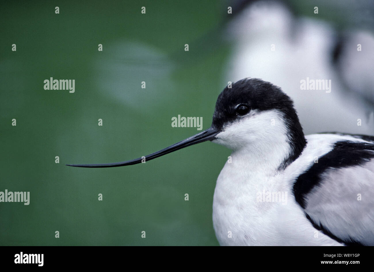 AVOCET (Recurvirostra avosetta). Head profile showing upcurved bill or beak. Feeding adaptation. Stock Photo