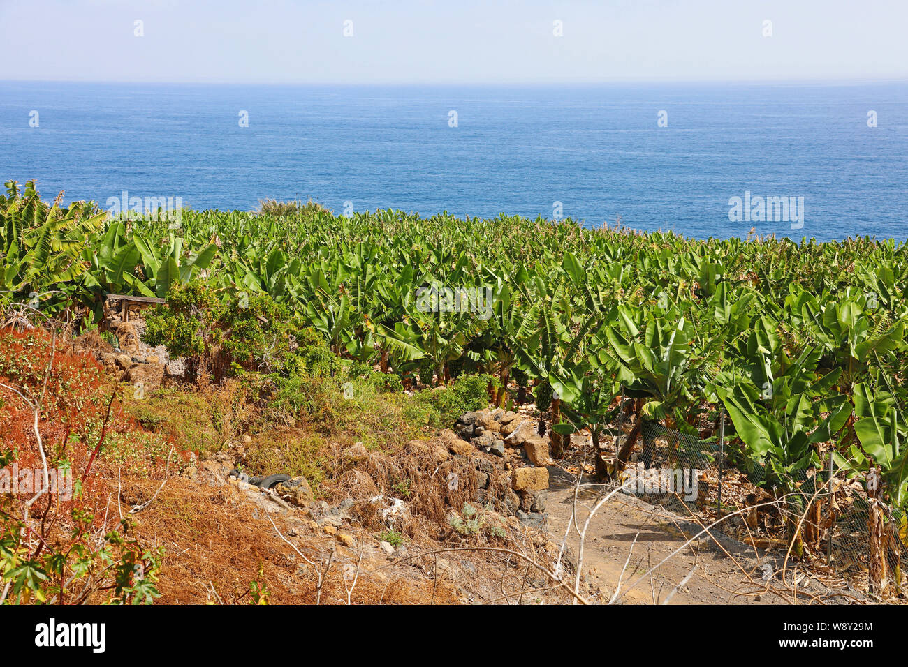 Plantation of bananas in Tenerife, Canary Islands Stock Photo - Alamy
