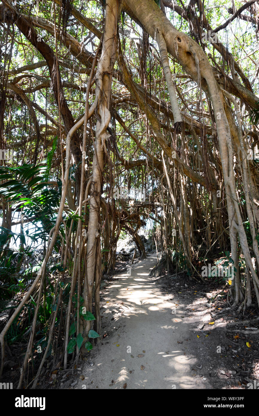 Vertical view of the Flagstaff Hill walking trail climbing through exposed roots, Port Douglas, Far North Queensland, FNQ, QLD, Australia Stock Photo