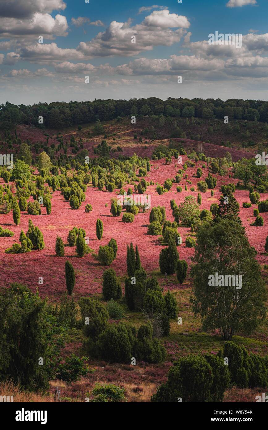 Heath blossom heather view hi-res stock photography and images - Alamy
