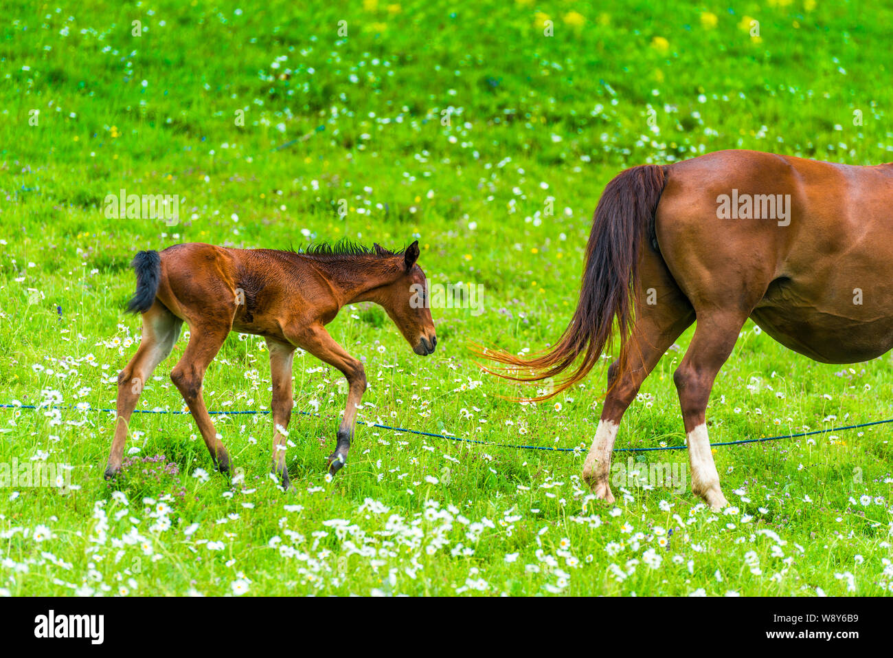 Newborn foal grazing in a meadow with a horse mom Stock Photo - Alamy