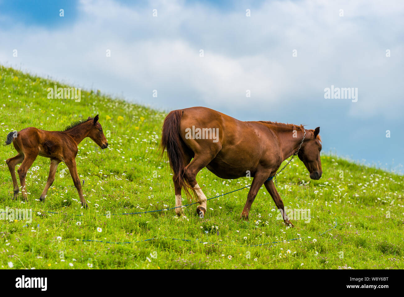 A horse and her newborn foal are walking on a lush green pasture on a ...