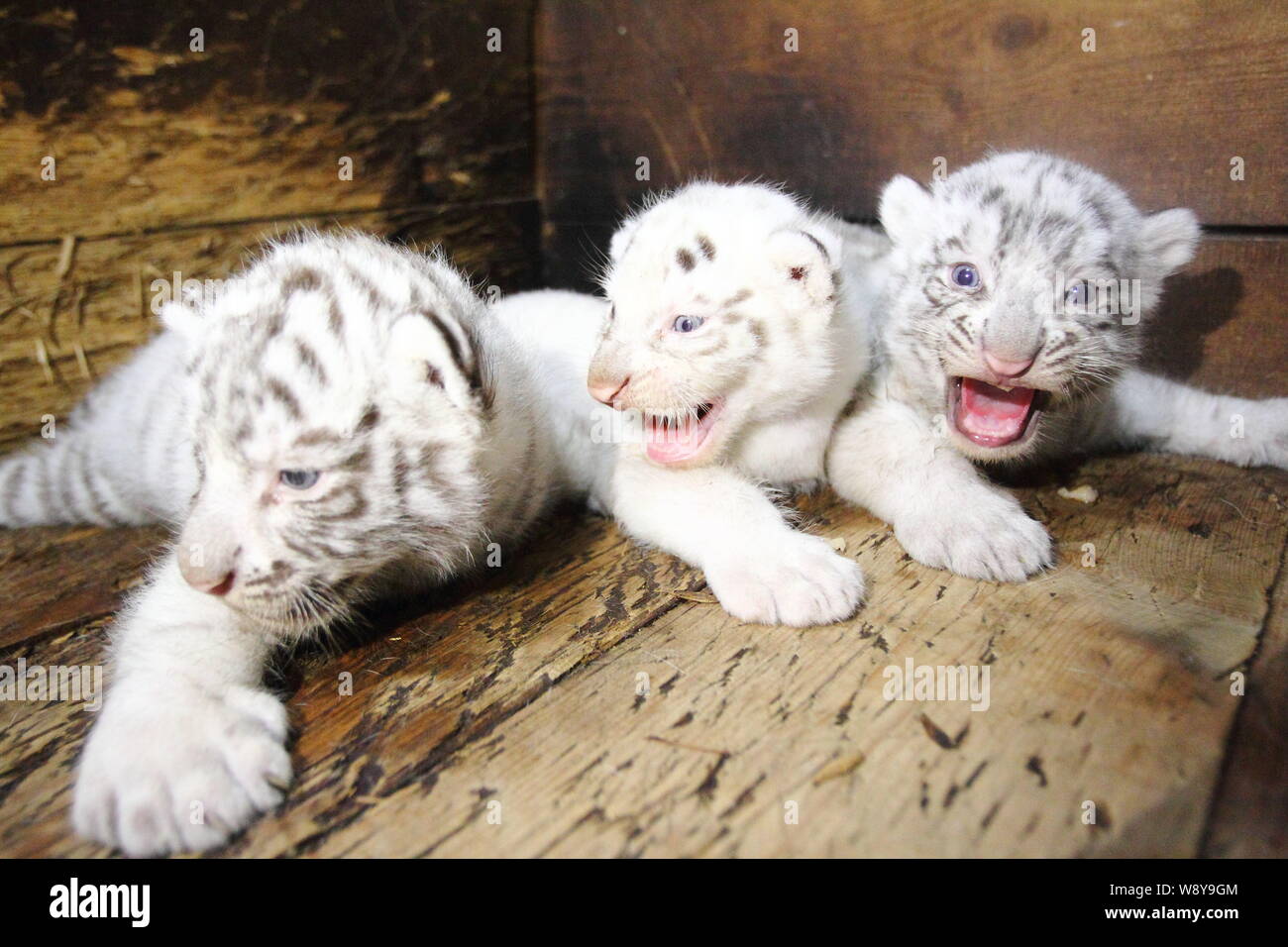 Three newborn white tiger cubs roar at Hangzhou Safari Park in Hangzhou  city, east Chinas Zhejiang province, 31 May 2014. Three newborn white tiger  Stock Photo - Alamy