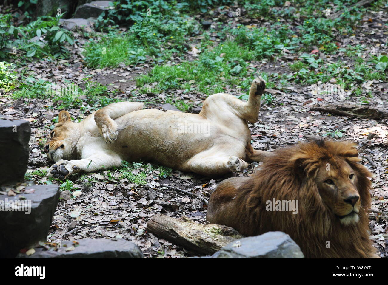 Male lion rest hi-res stock photography and images - Alamy