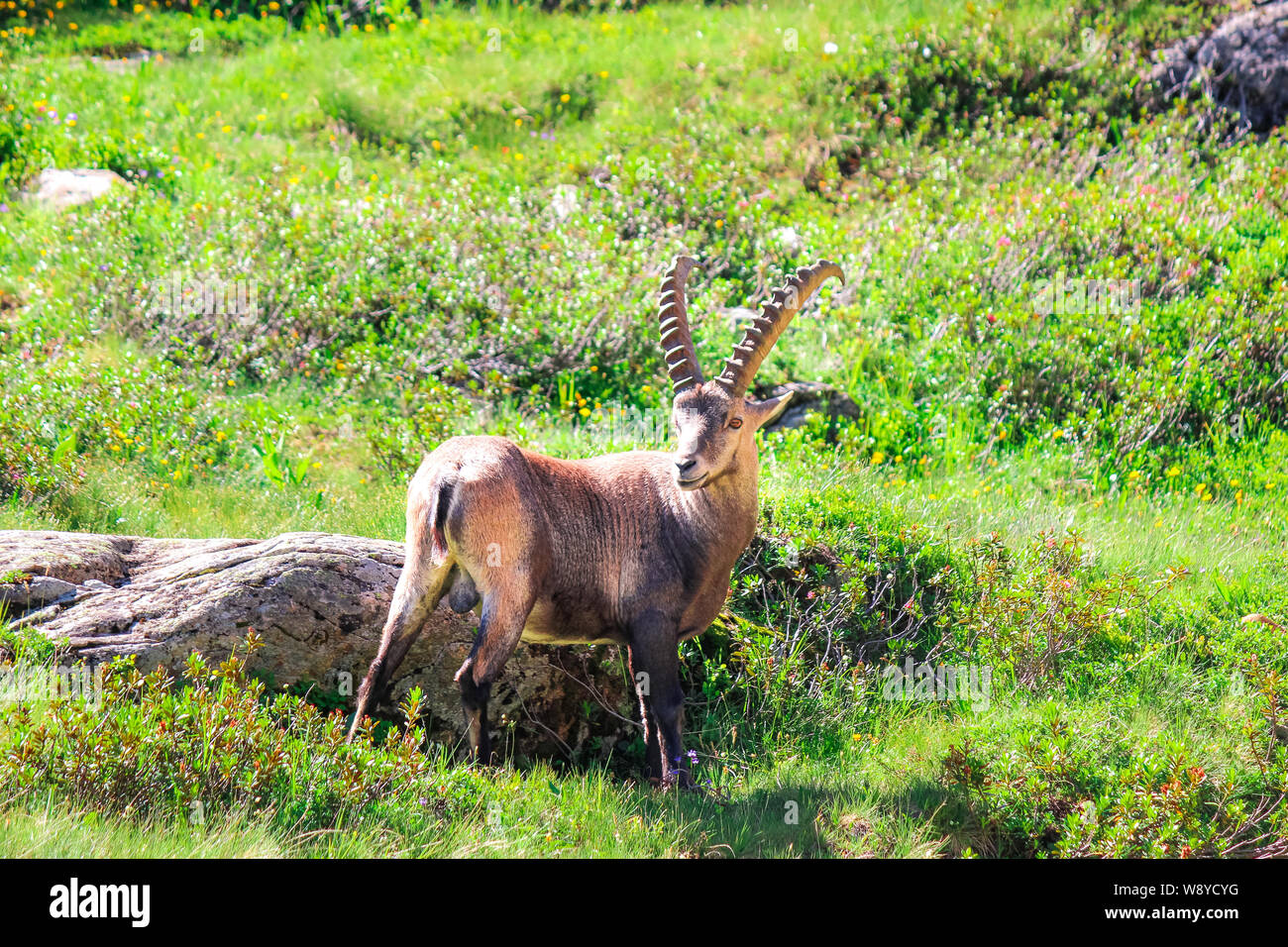 Male of Alpine ibex standing on green pasture near Chamonix in French Alps.  Wild goat, horns. Also known as the steinbock, bouquetin, or simply ibex. Wildlife  animals. Species. Mountain animals Stock Photo -