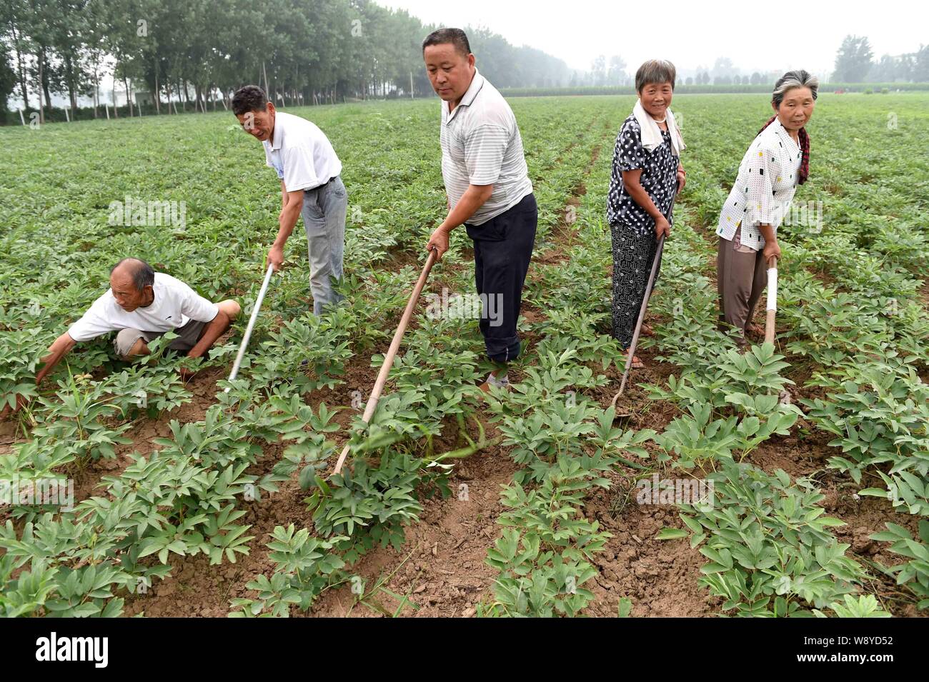 --FILE--Chinese farmers plow a peony field in Zhouying village, Yimen town, Woyang county, Bozhou city, east China's Anhui province, 20 June 2014.   U Stock Photo