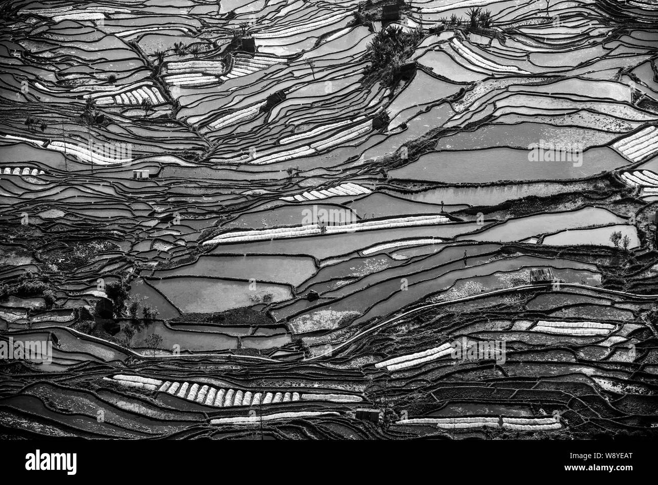 This black and white picture shows the landscape of terraced rice