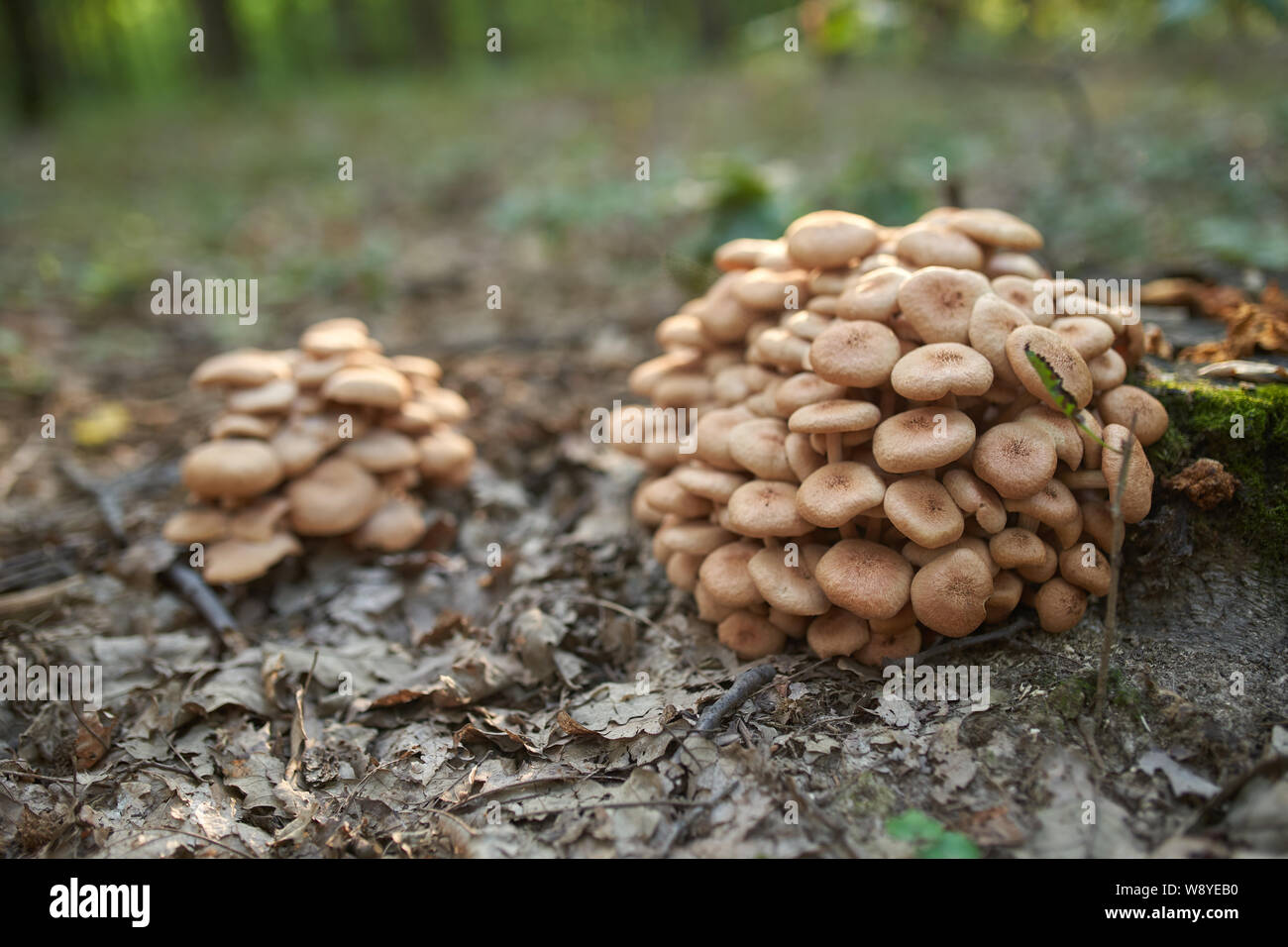 Macro of a bunch of edible mushrooms in the forest Stock Photo Alamy