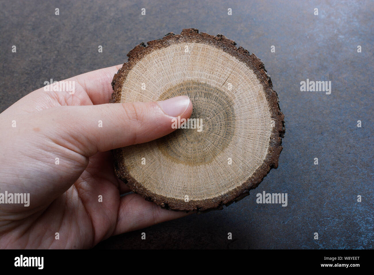 small piece of cut wood log used for wood texture background Stock Photo Alamy