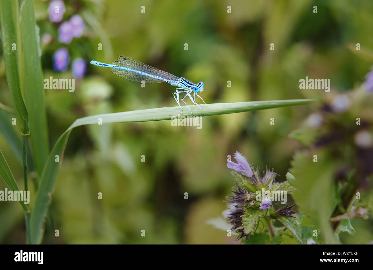 Close-up of beautiful small turquoise colored dragonfly sitting on green grass leaf. Male of Common blue damselfly in natural habitat. Selective focus Stock Photo