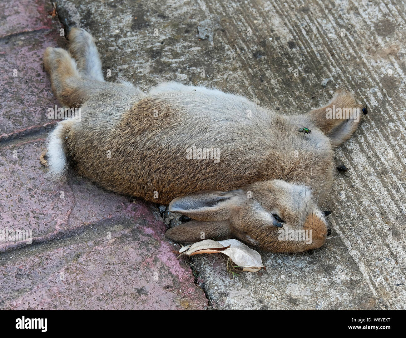 Dead baby rabbit in urban house garden. Stock Photo