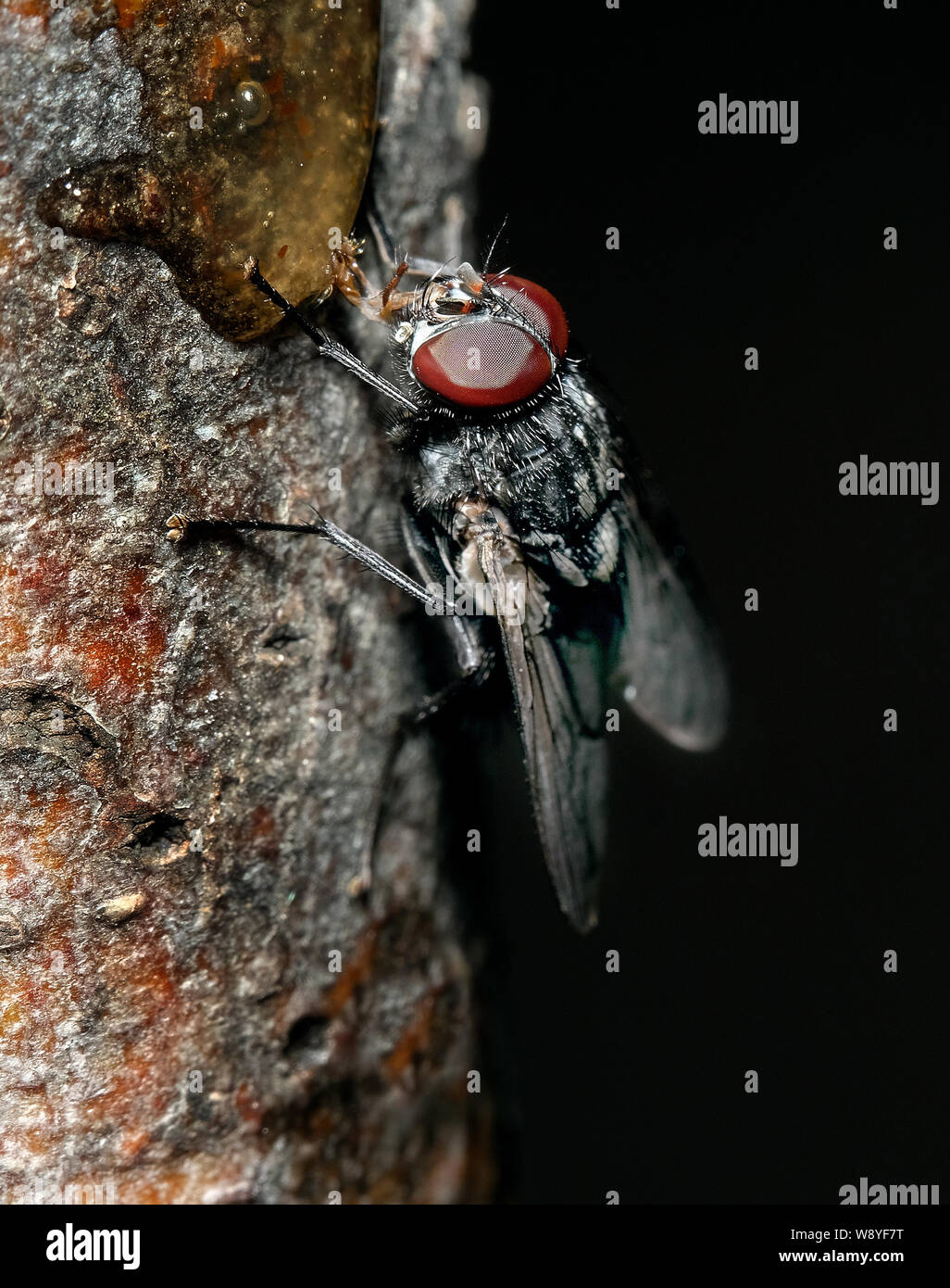 House fly looking to feed in urban house garden. Member of blowfly ...