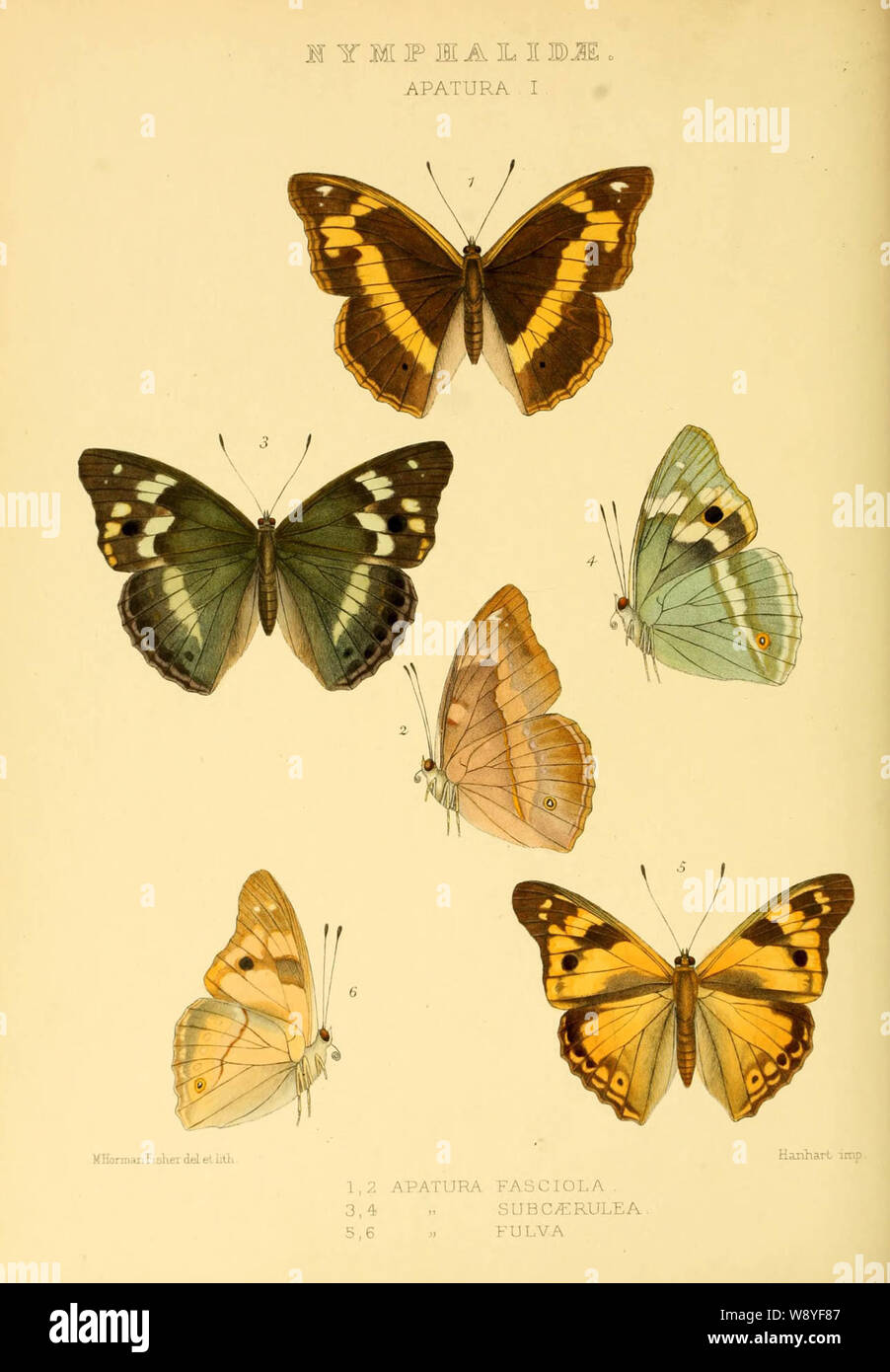 Chitoria fasciola is a species of nymphalid butterfly endemic to China. Stock Photo