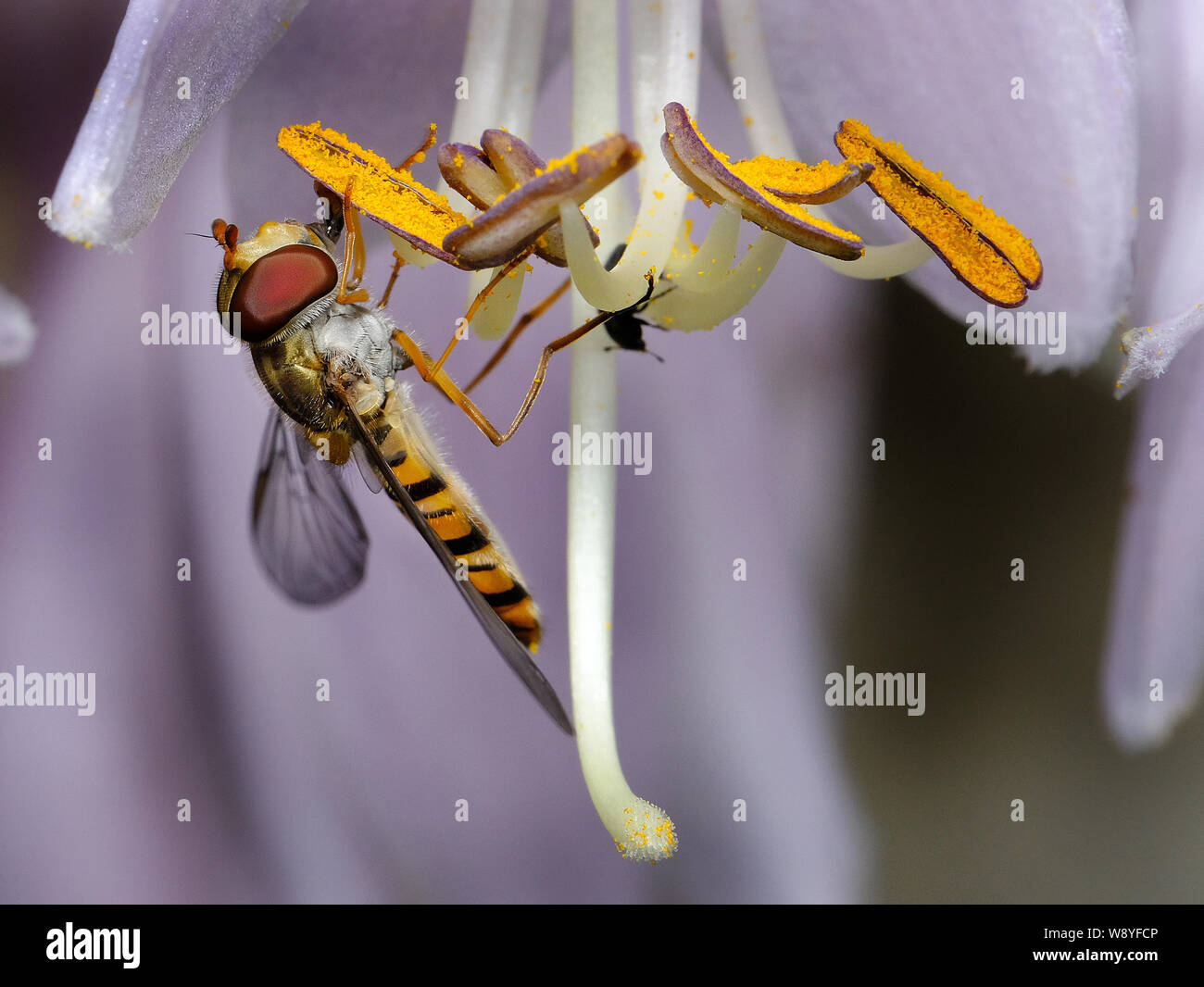 Hover fly feeding on Lilly stamen in urban house garden. Stock Photo