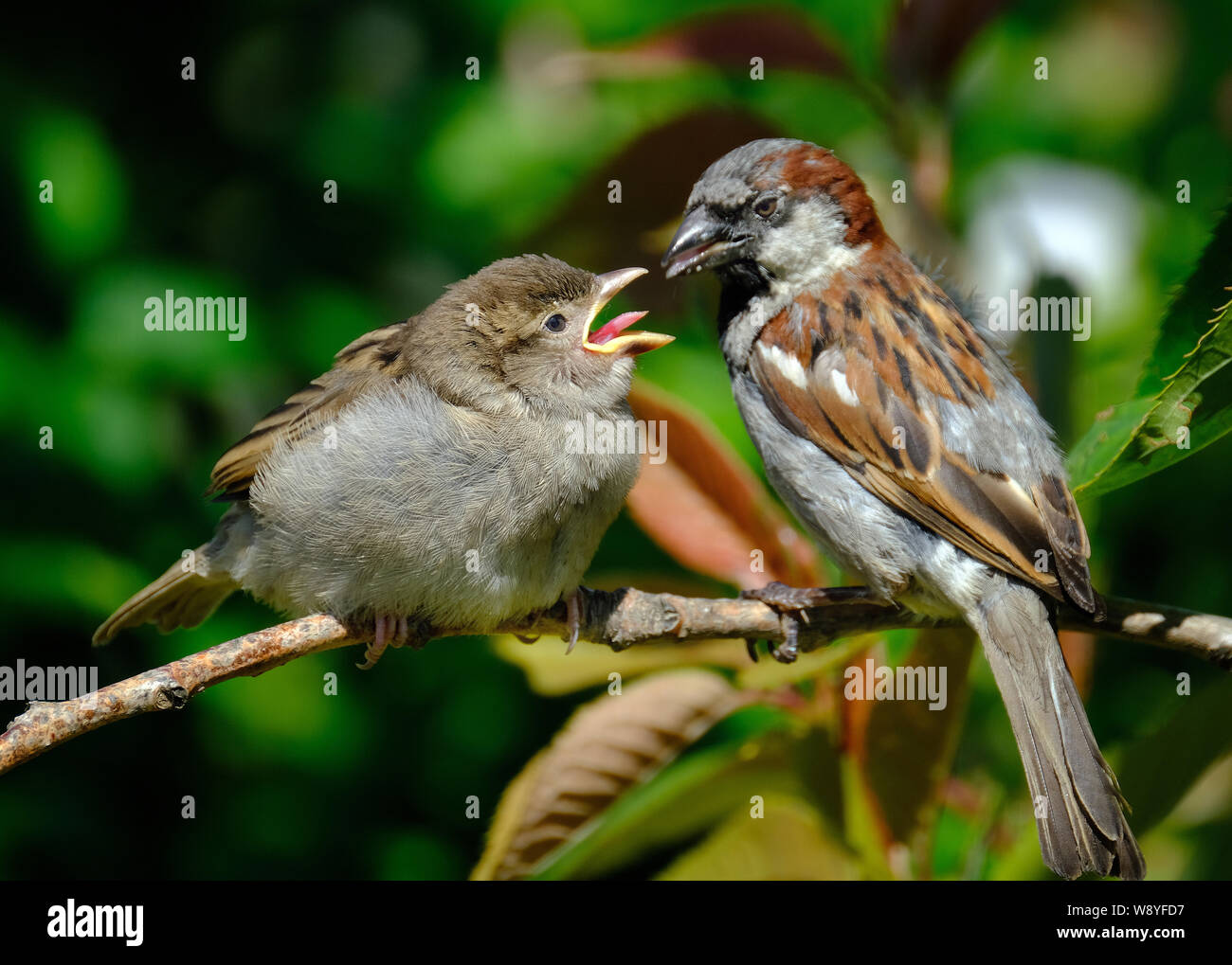 Male sparrow feeding baby in tree. Stock Photo
