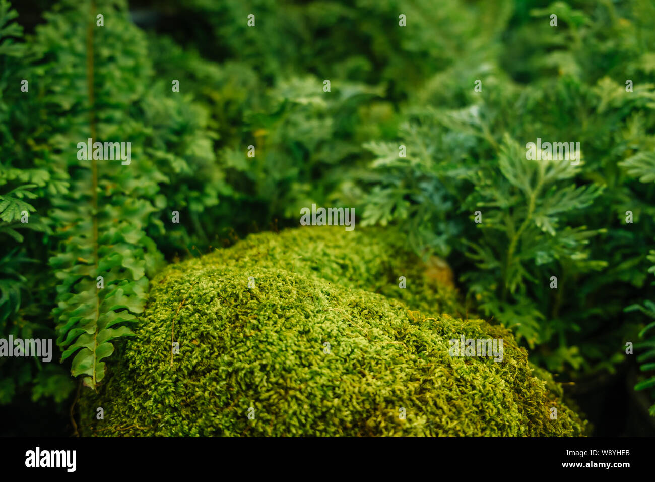 Moss covered with lush green fern leaves growing in the humid tropical rainforest Stock Photo
