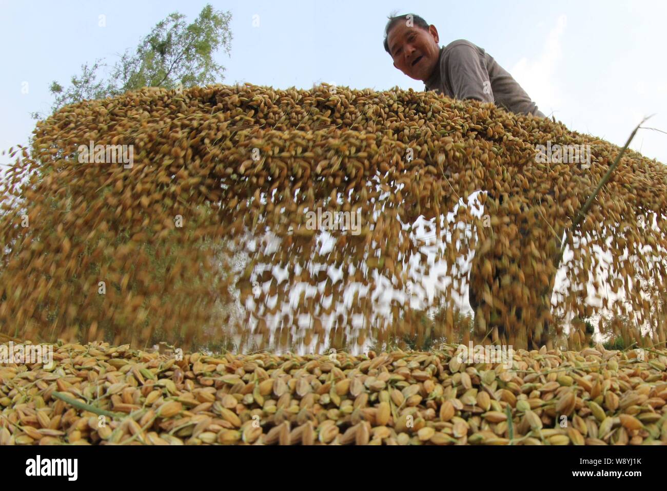 --FILE--A Chinese farmer dries wheat in Xiguanzhuang village, Ganma town, Ganyu county, east Chinas Jiangsu province, 16 October 2013.    As the harve Stock Photo