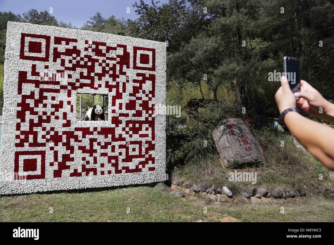 A visitor takes photos of giant panda Sijia posing in the giant QR code at Yunnan Safari Park in Kunming city, southwest Chinas Yunnan province, 19 Ma Stock Photo