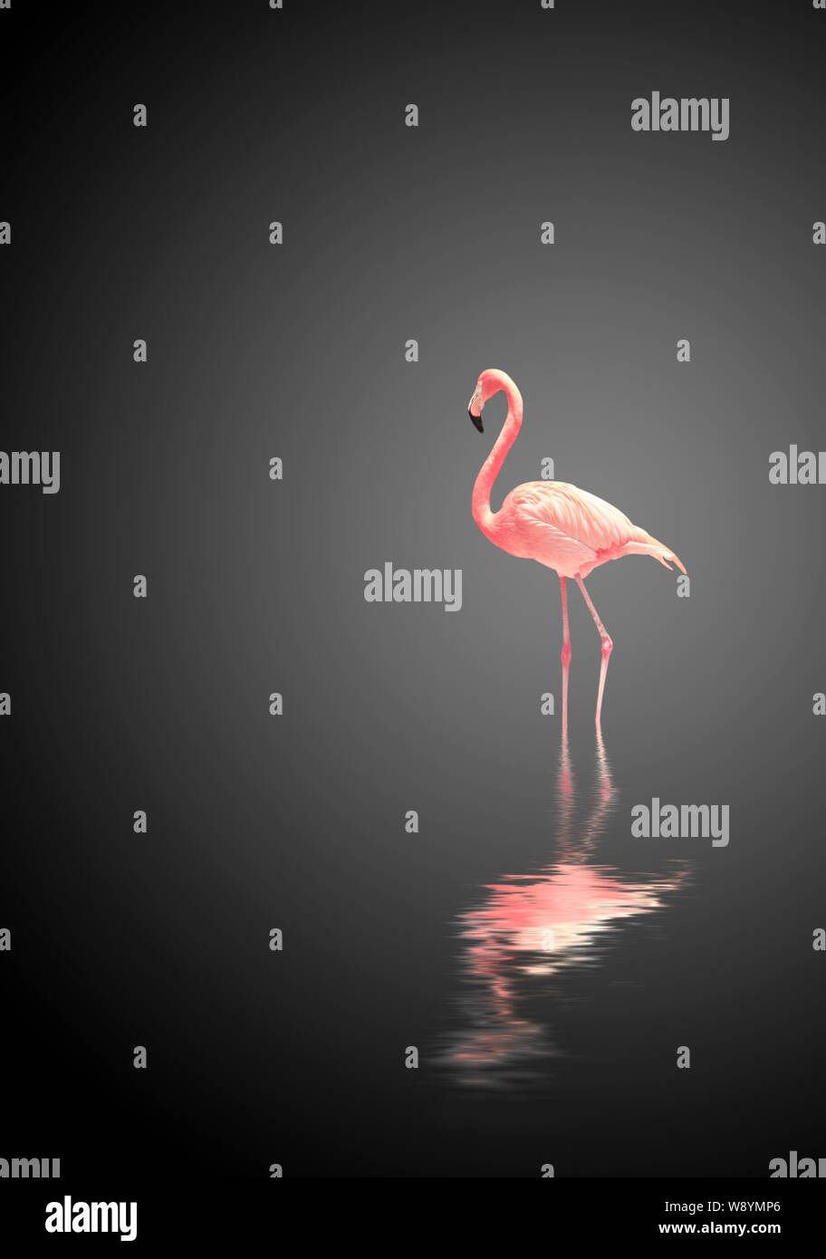 Flamingo on black background with reflection in water. Copy space for ...
