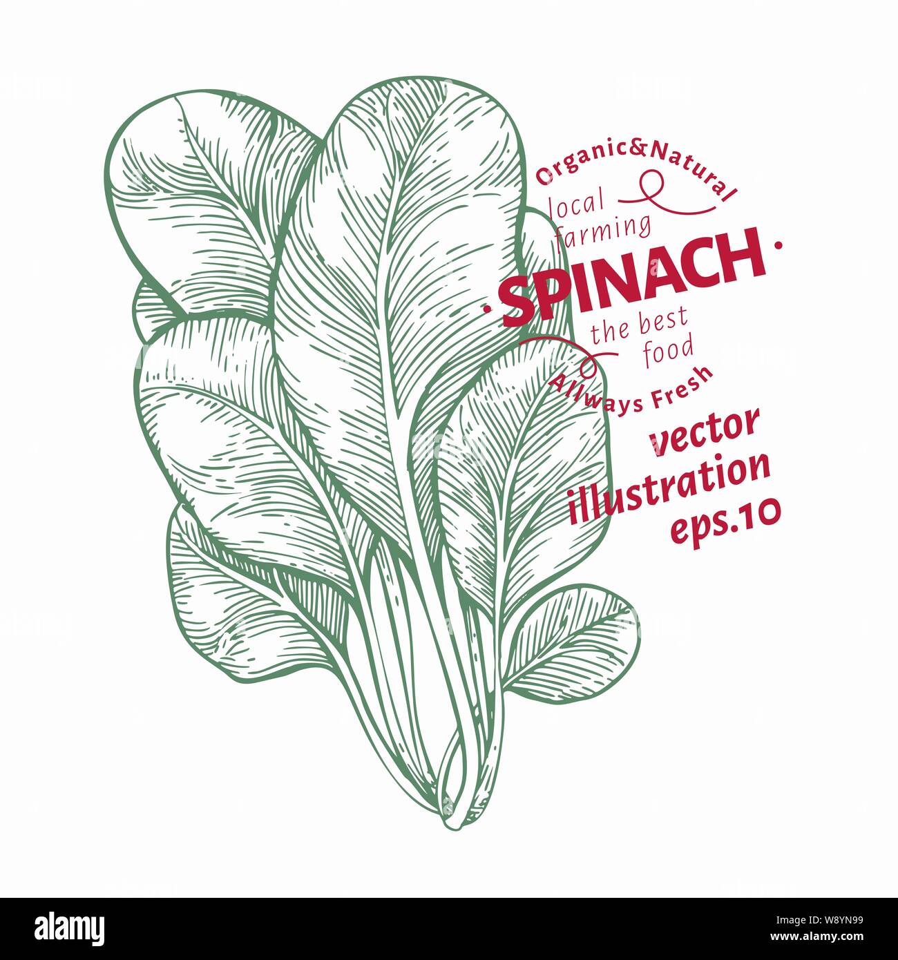 Spinach leaves illustration. Hand drawn vector vegetable illustration