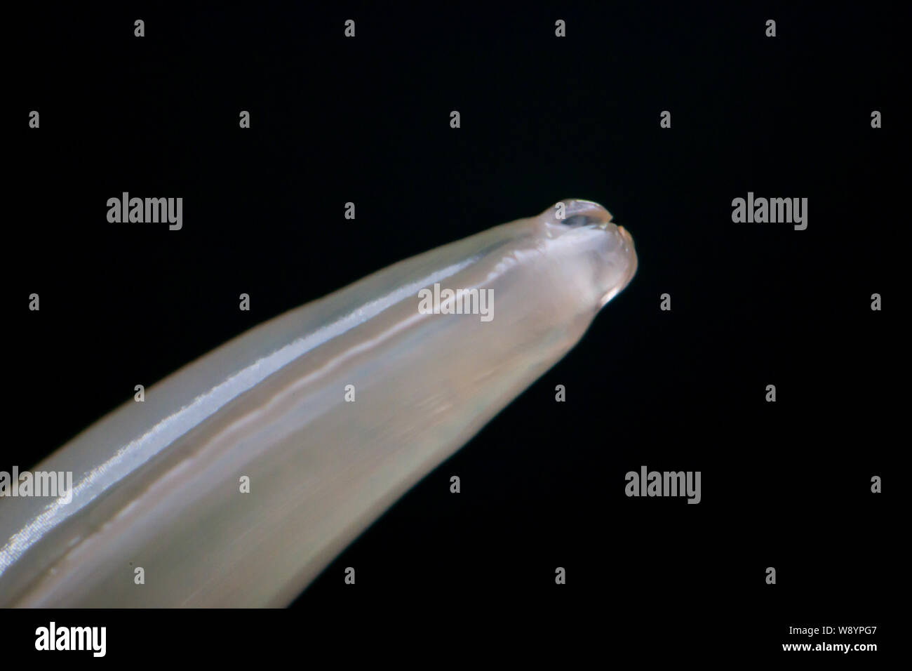 Macro photo of adult worm Toxocara canis, dog roundworm Stock Photo