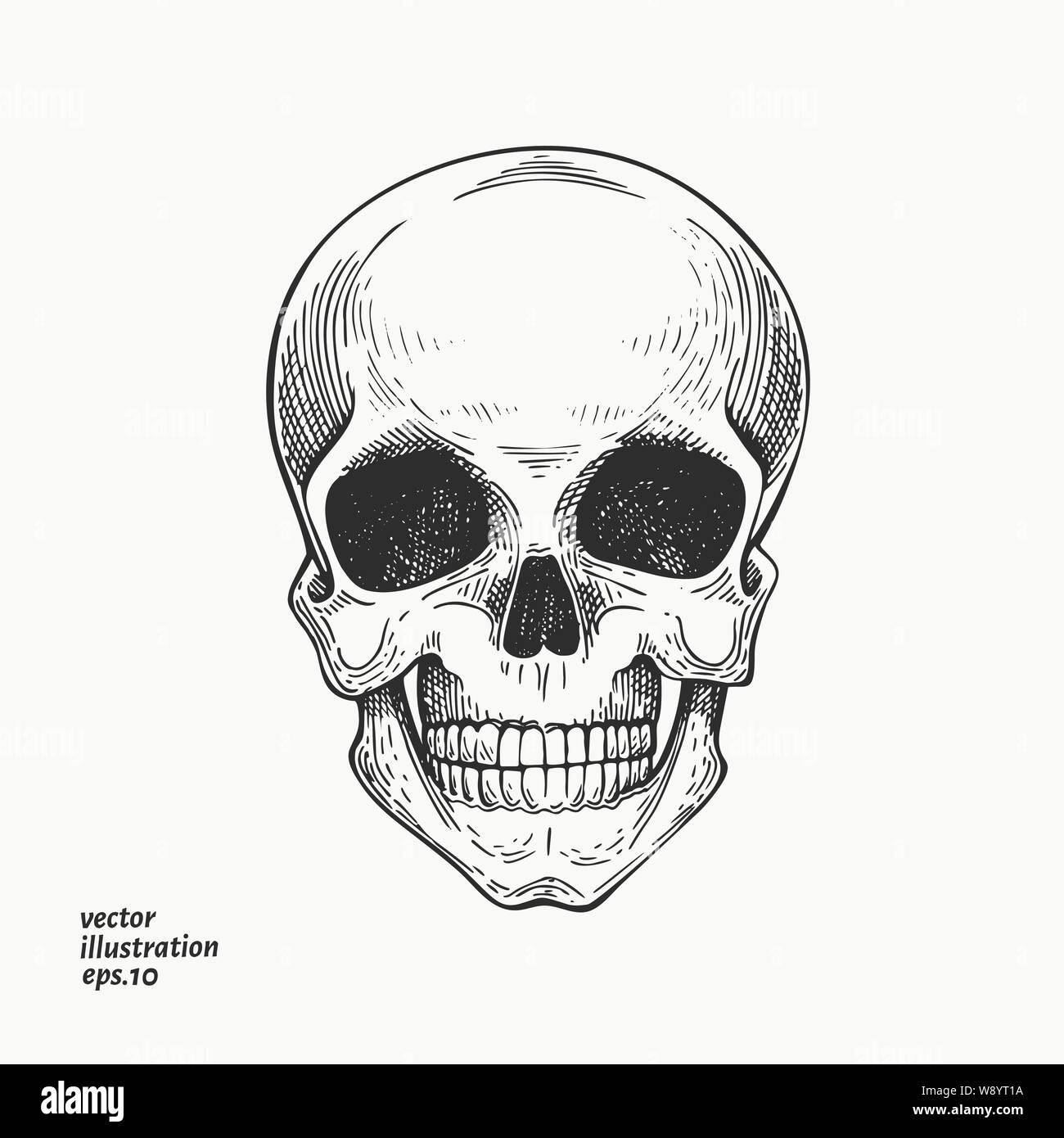 Human scull illustration. Hand drawn vector skeleton illustration. Engraved  style. Vintage halloween illustration Stock Vector Image & Art - Alamy