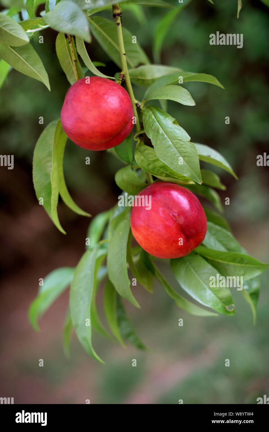 Nectarine tree hires stock photography and images Alamy