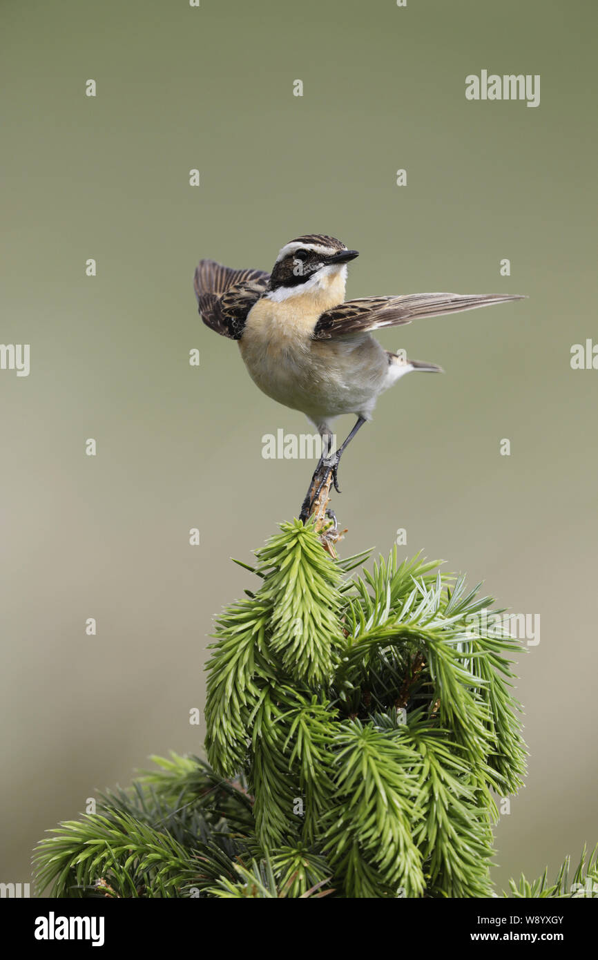Whinchat, Saxicola rubetra, male wing flutter Stock Photo