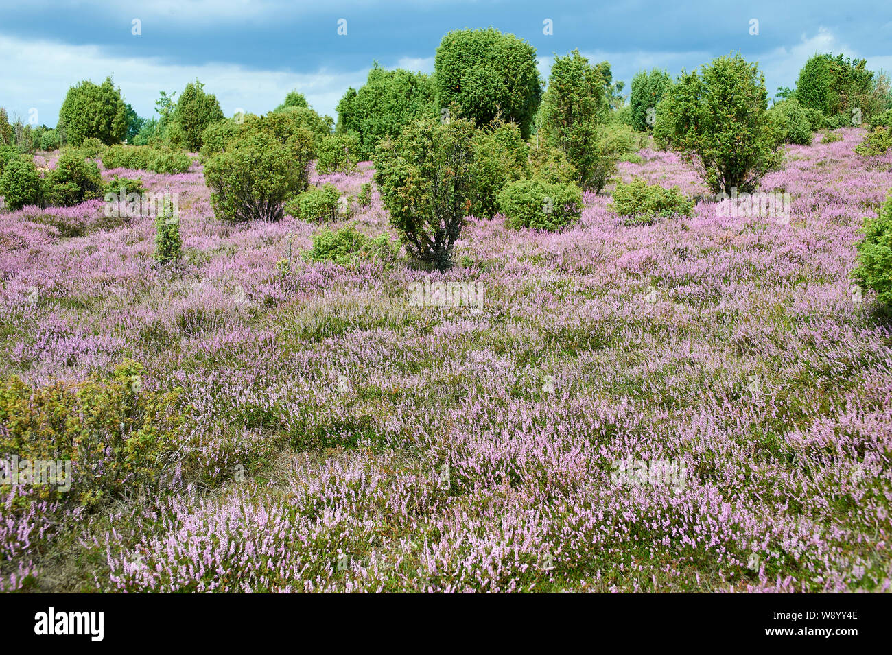 Heather in bloom Stock Photo Alamy