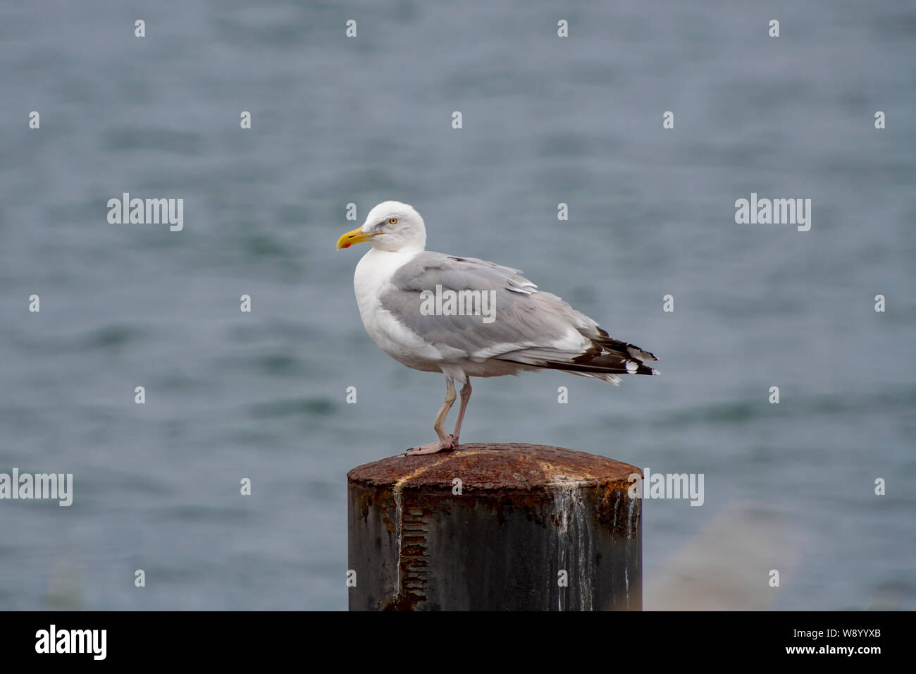 Seagull with broken foot is standing on a metal pier on the Baltic coast Stock Photo