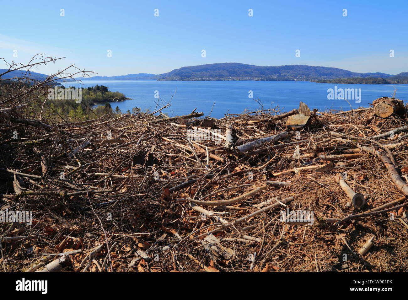 Chopped wood lies scattered after trees are cleared on the island of Osterøy in Hordaland county, Norway. Stock Photo