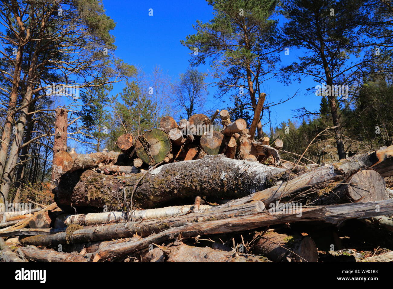 Chopped wood lie in a pile after trees are cleared on the island of