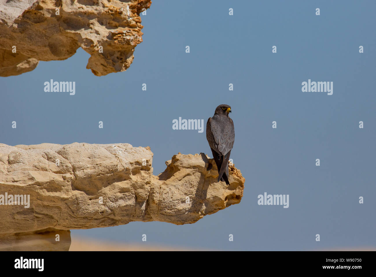 Sooty Falcon (Falco concolor)  is a medium-sized falcon breeding from northeastern Africa to the southern Persian Gulf Found in winter in Madagascar, Stock Photo