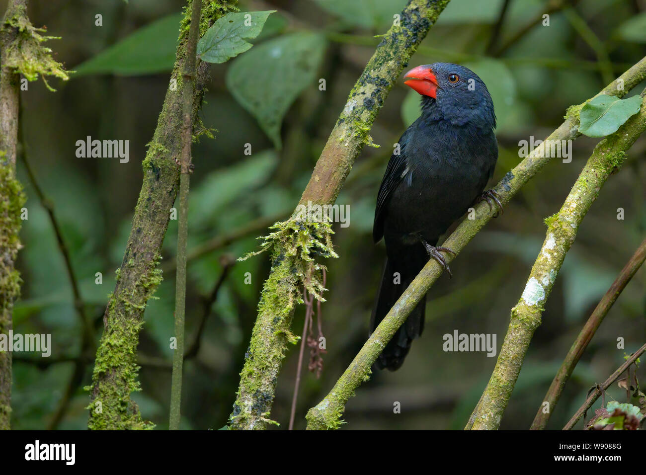 Black-throated Stock Photo