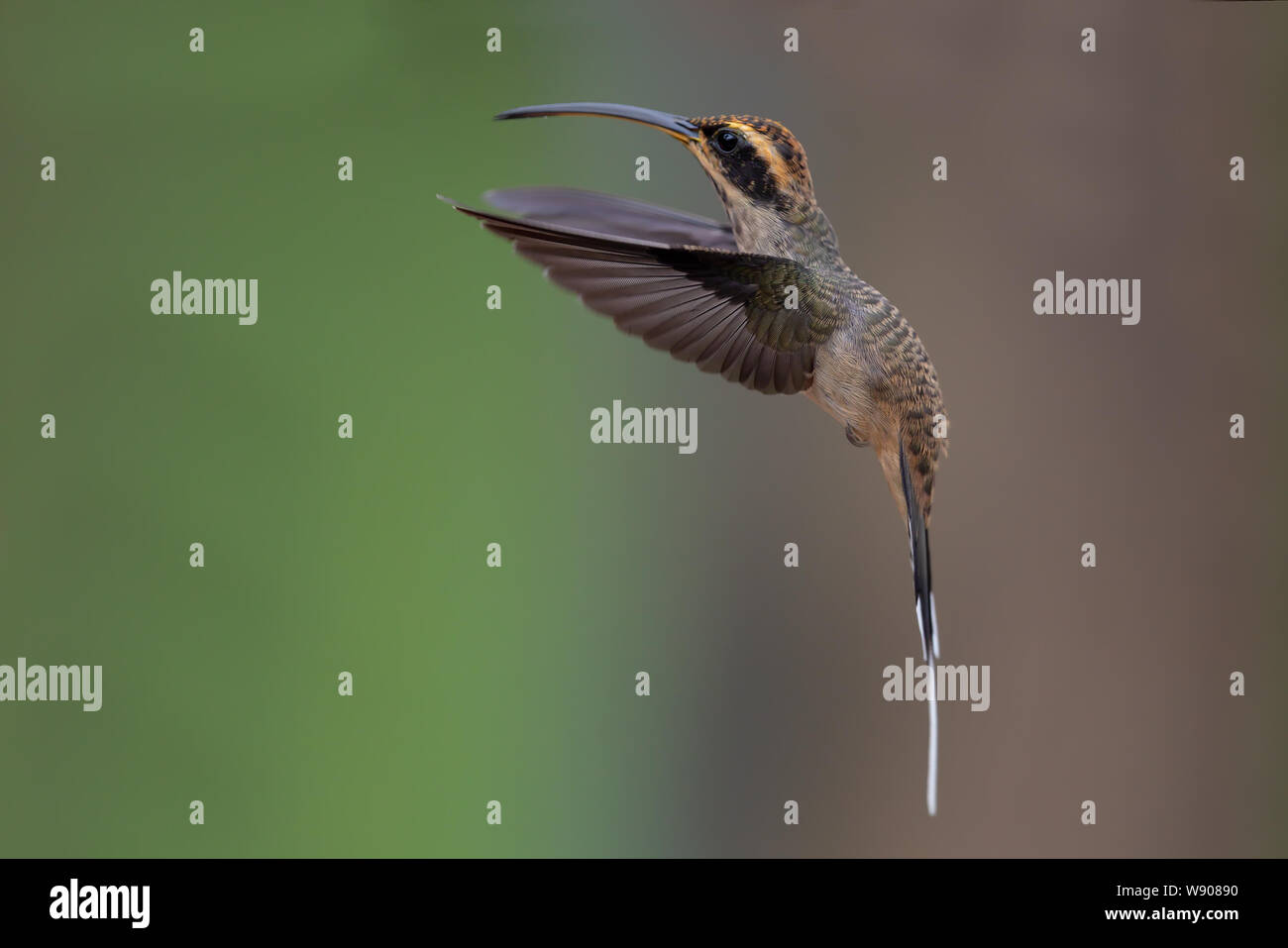 Scale-throated Hermit Stock Photo