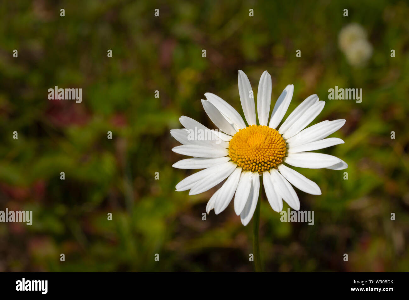 Daisy chamomile flower, closeup wallpaper background. White daisy