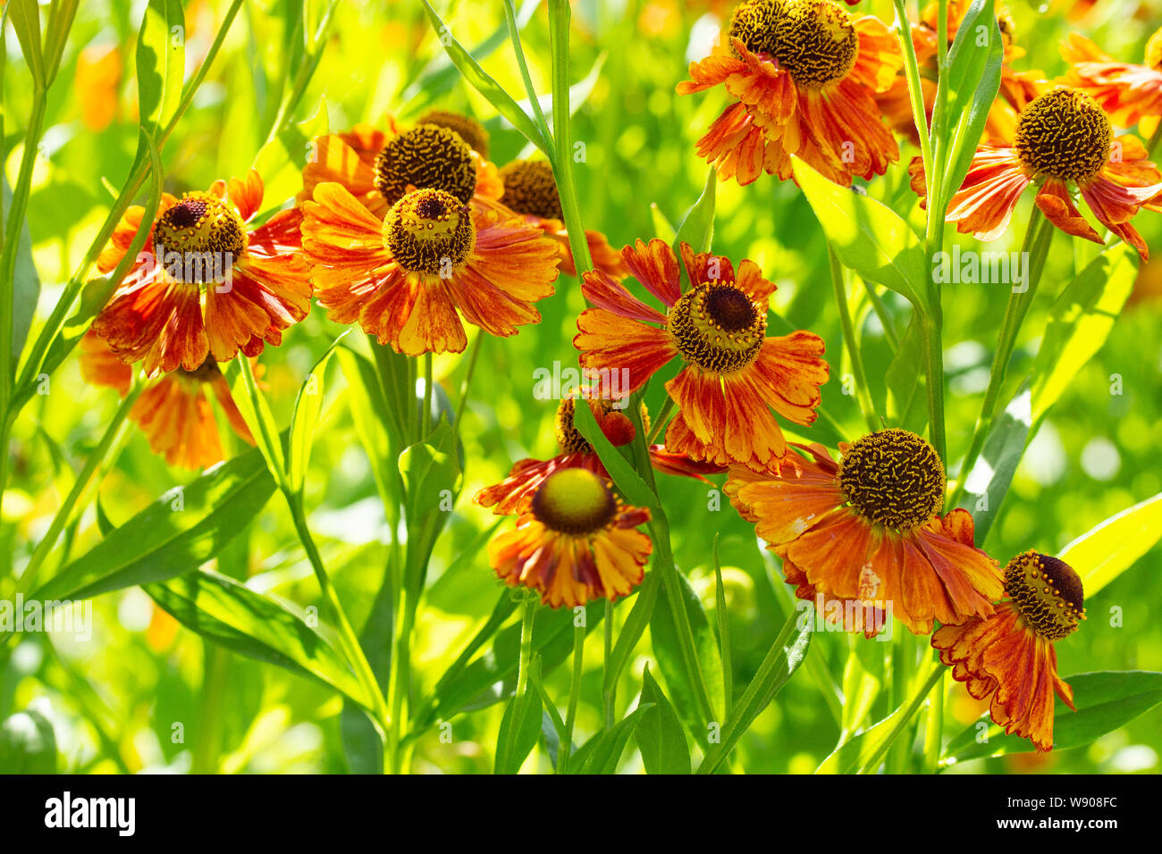 Late summer helenium orange yellow garden flowers in nature. The garden decor is a beautiful bright helenium flowers bitter inedible. Red-yellow carve Stock Photo