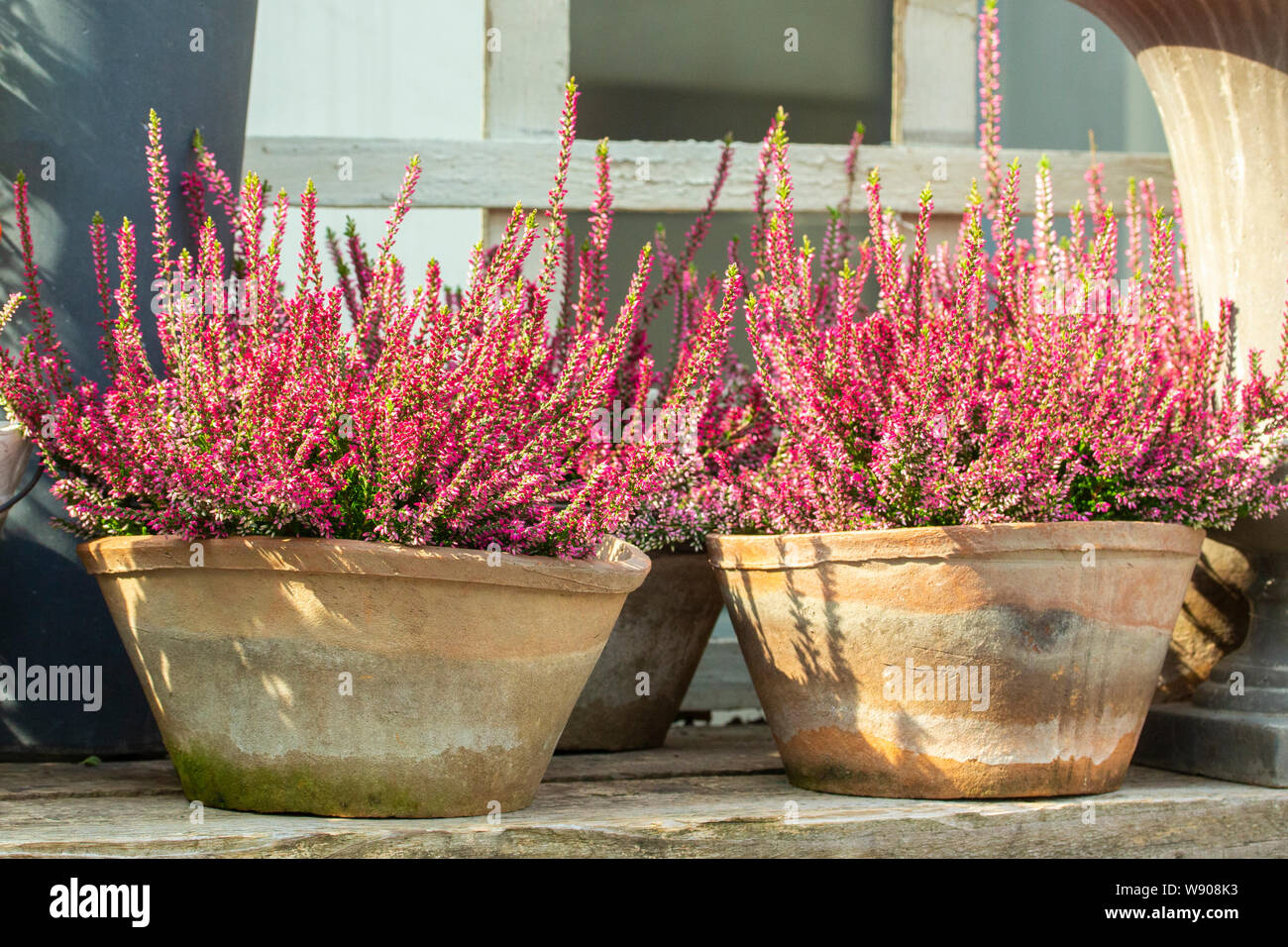 Calluna Heather blooms with red pink flowers in old clay pots. Heather ordinary Calluna vulgaris garden decor, thin branches covered with small flower Stock Photo